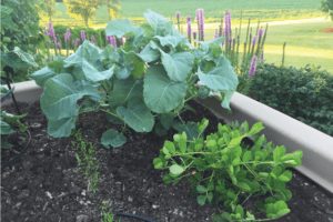 garden planter