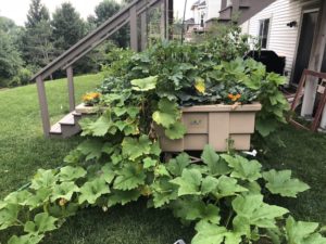 raised garden bed in minnesota backyard