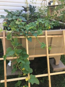 Eco Garden with trellis