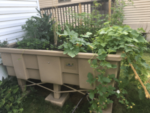 raised bed vegetable garden